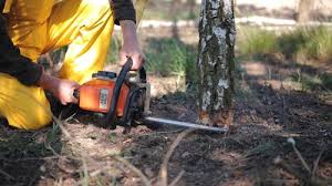 Leaf Removal in Cathcart, WA
