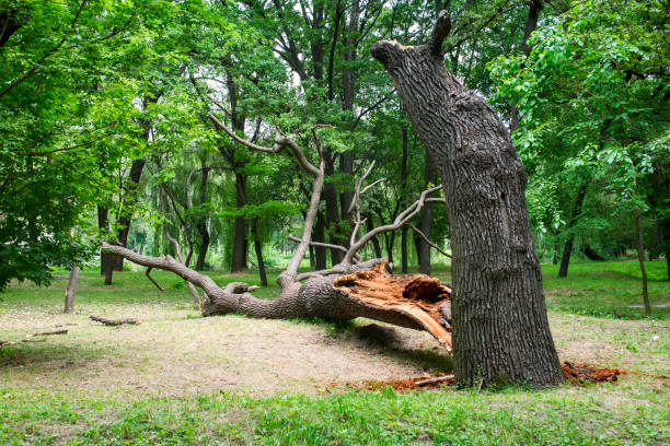 Professional Tree Care in Cathcart, WA