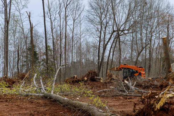 Best Tree Maintenance Programs  in Cathcart, WA