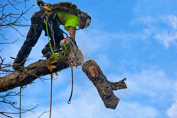 Best Tree Disease Treatment  in Cathcart, WA