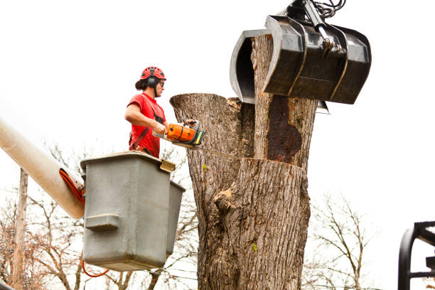 Best Commercial Tree Services  in Cathcart, WA